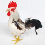 Ukras za Uskrs figura pebac 18cmx16cm